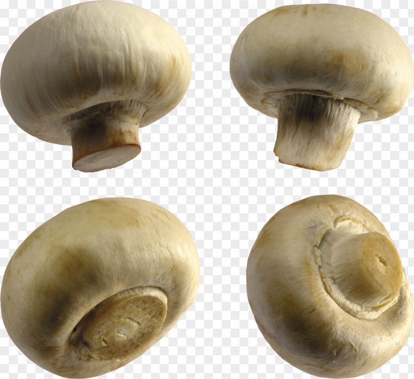 Mushroom Common Fungus Clip Art PNG