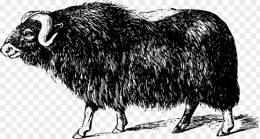 Musk Ox Domestic Yak Muskox Arctic Fox Clip Art PNG