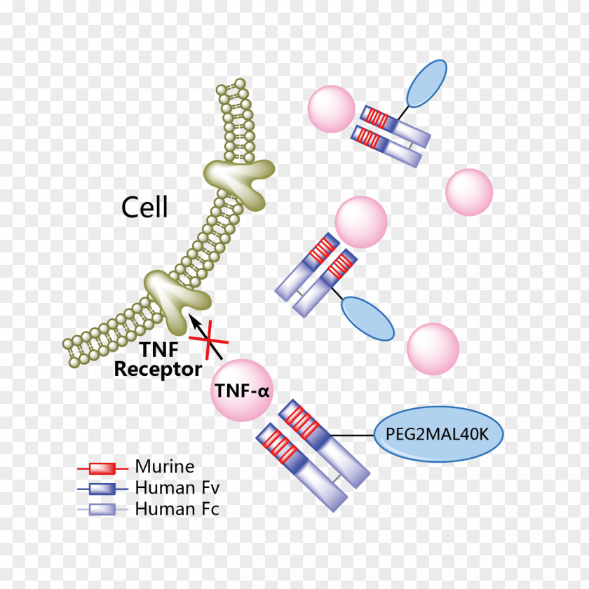 Risankizumab Crohn's Disease Psoriasis Ranibizumab Guselkumab PNG