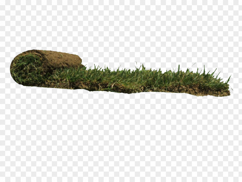 Grass Lawn Olea Europaea Var. Roller Palmiers Prestige PNG