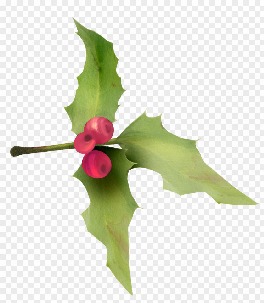 HOLLY Ilex Crenata Plant Christmas Holiday PNG