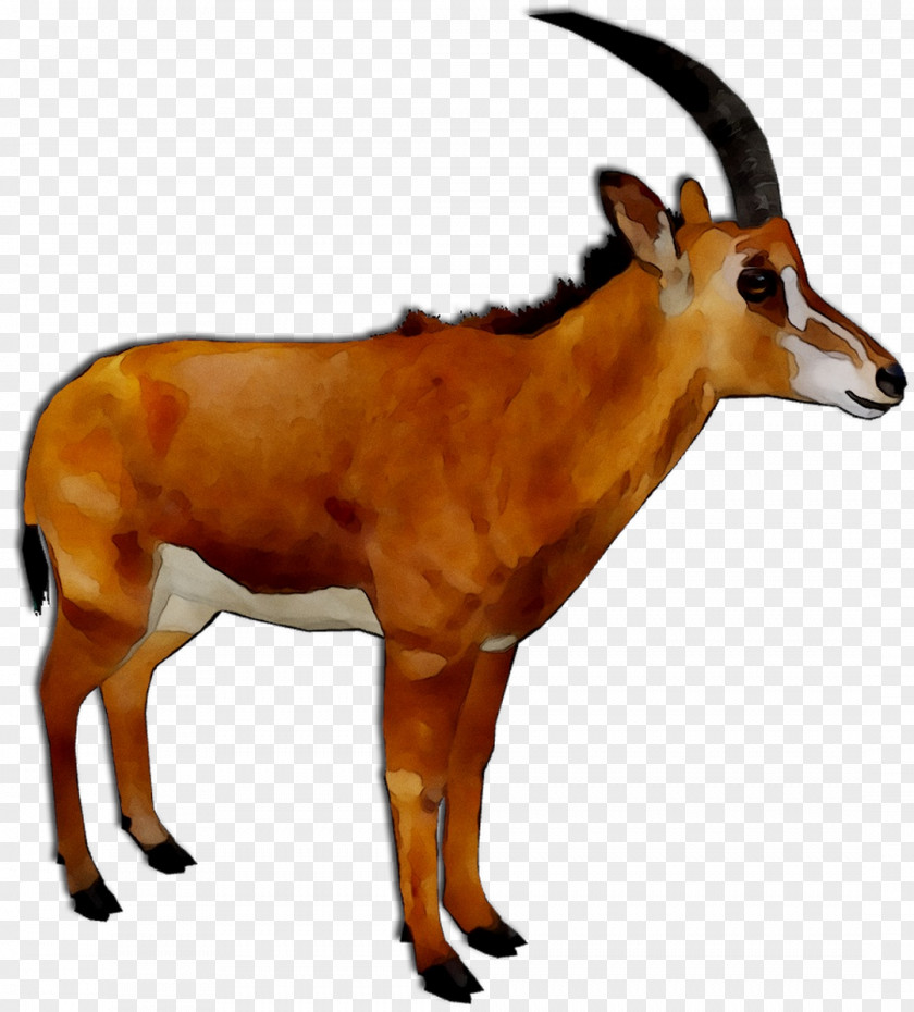 Impala Oryx Springbok Deer GAZELLE M PNG