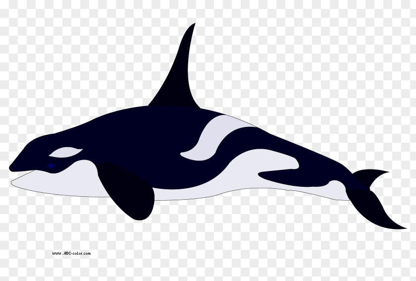 Orca Cliparts Pygmy Killer Whale Dolphin Coloring Book Clip Art PNG
