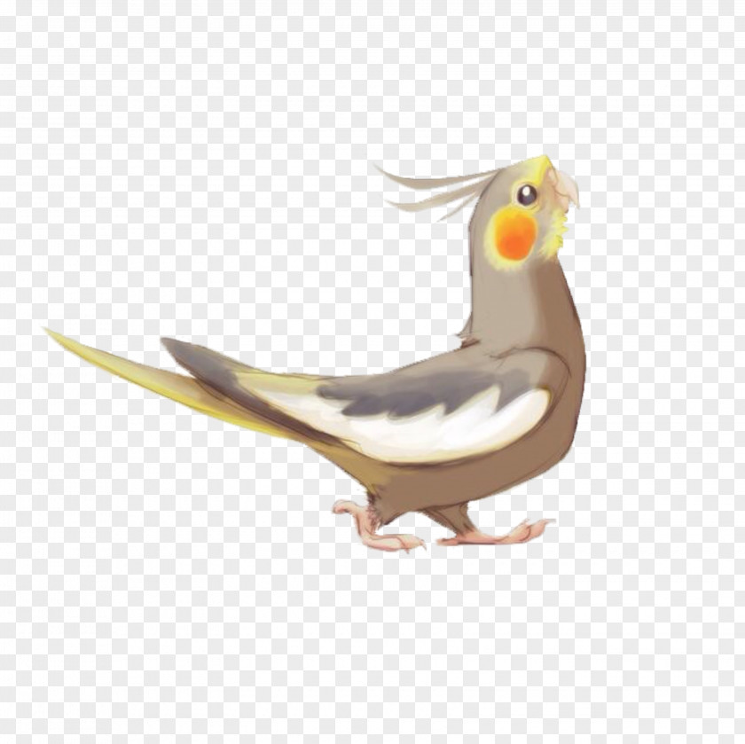 Parrot Cockatiel Bird Cockatoo True Drawing PNG