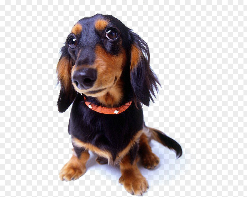 Pet Dog,pet Dog Training Shock Collar PNG