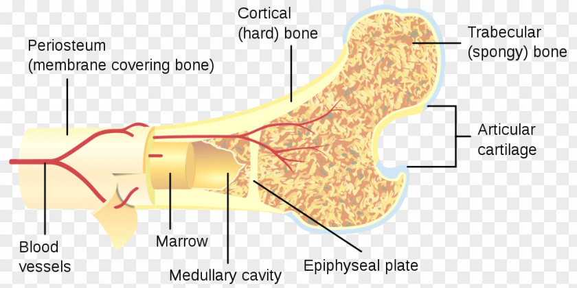 Remodeling Long Bone Human Skeleton Frauðbein Cross Section PNG