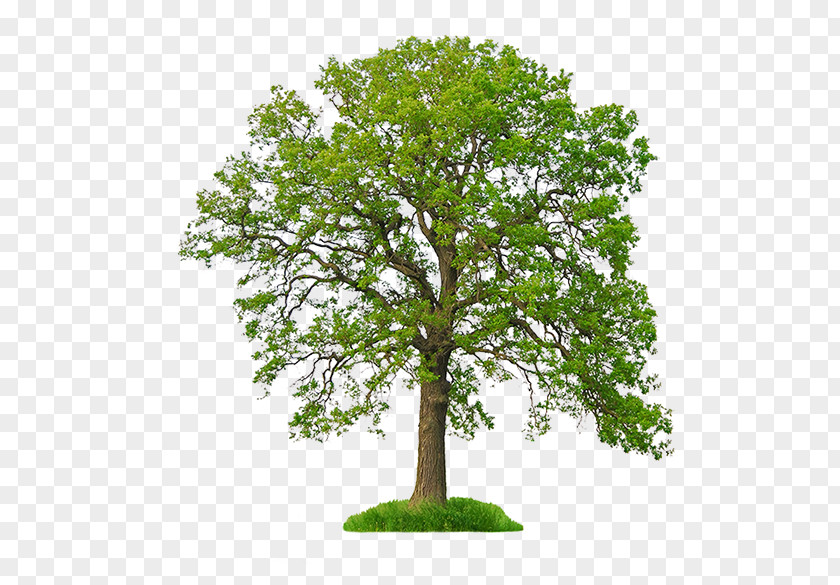 Tree White Oak Stock Photography Northern Red PNG