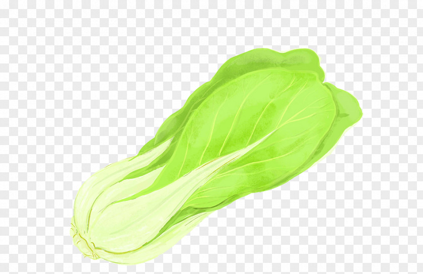 A Cabbage Vegetable Chinese Napa Kale PNG