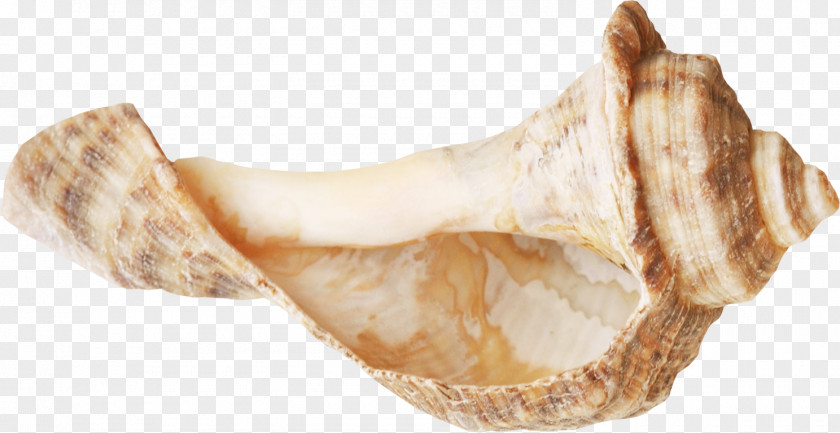 Beautiful Brown Conch Seashell Sea Snail PNG