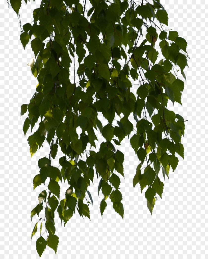 Birch BirchLagoon OÜ Plant DeviantArt Plane Trees PNG