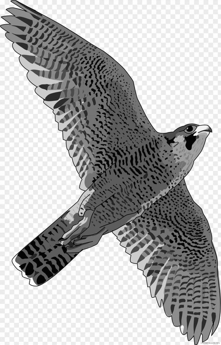Bird Peregrine Falcon Hawk T-shirt PNG