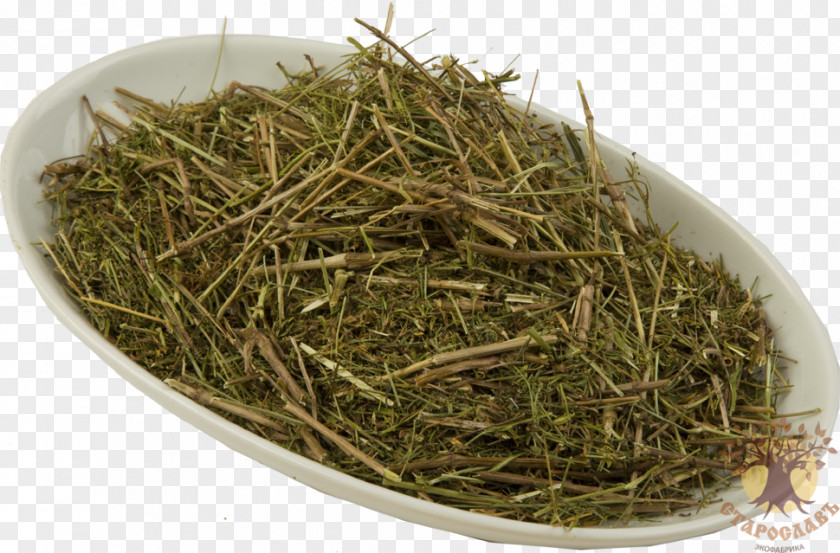 Cleavers Lady's Bedstraw Tea Romeritos Omsk PNG