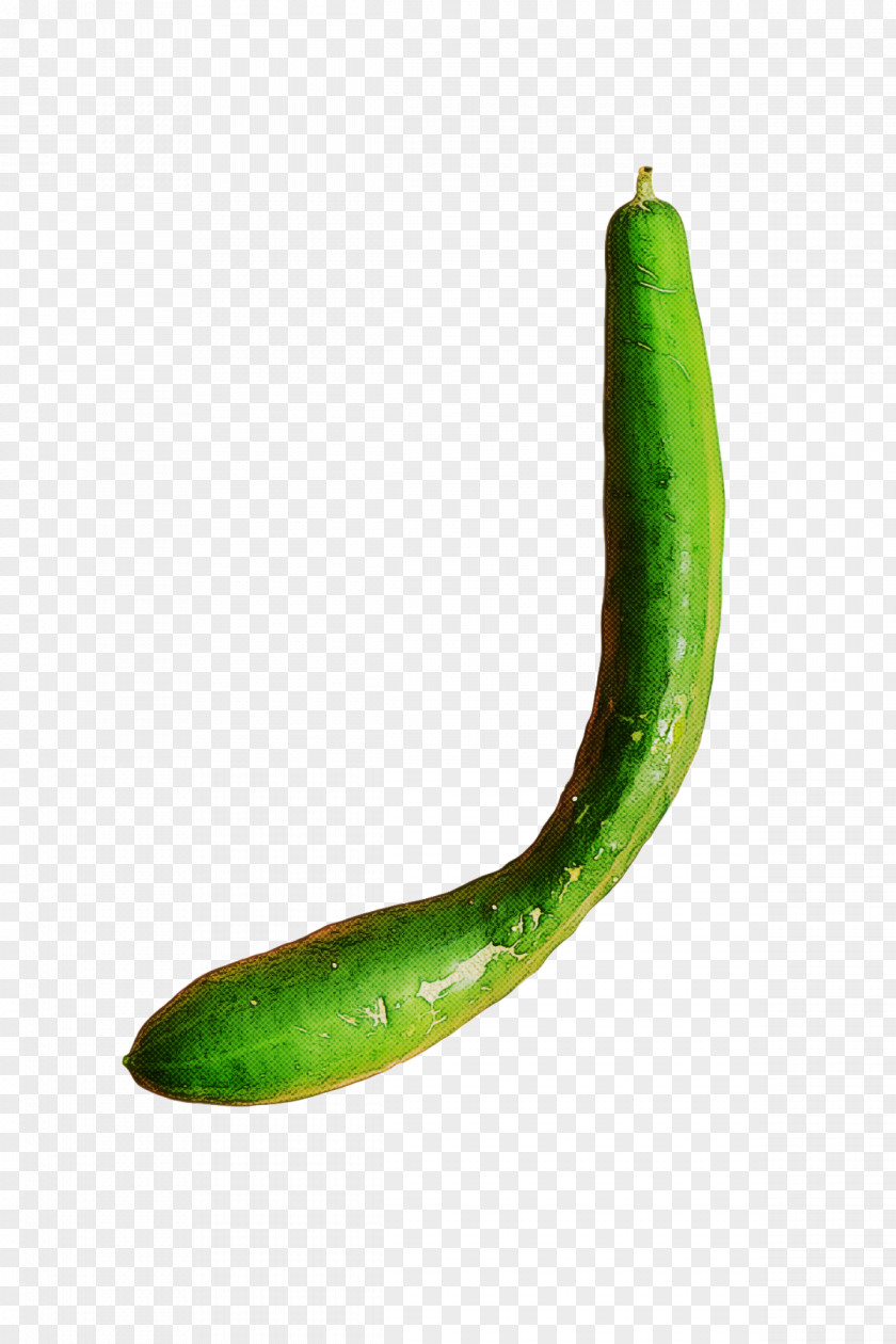 Cucumber Pasilla Serrano Pepper Cucurbits Melon PNG