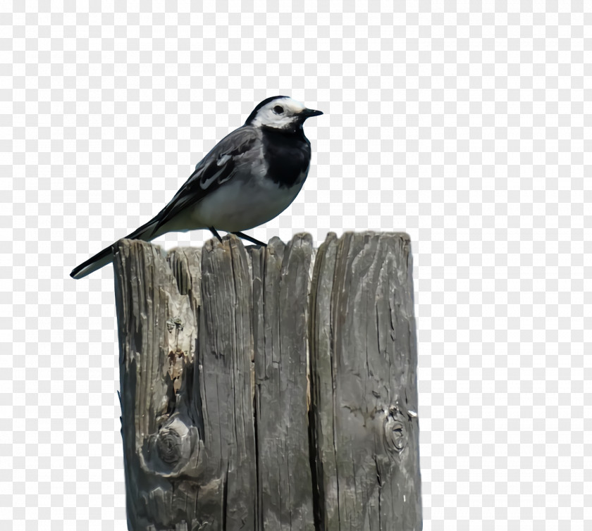 Emberiza Beak American Sparrows PNG