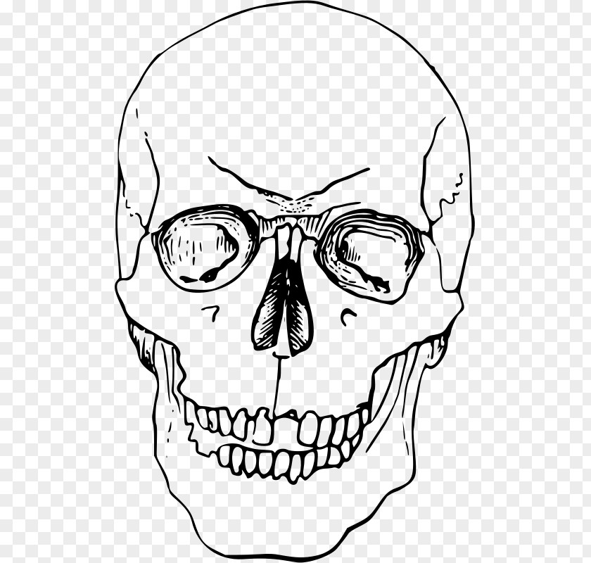 Nose Skeleton Bone Head Clip Art PNG