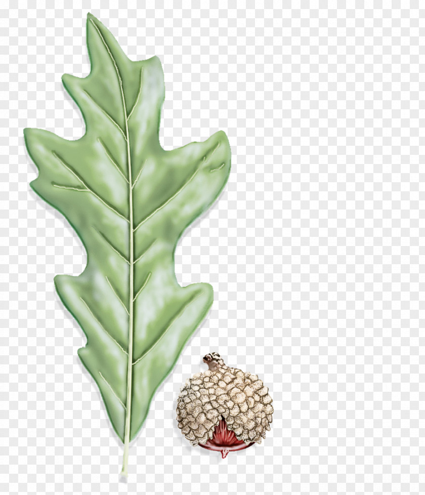 Oak Vascular Plant Plane PNG