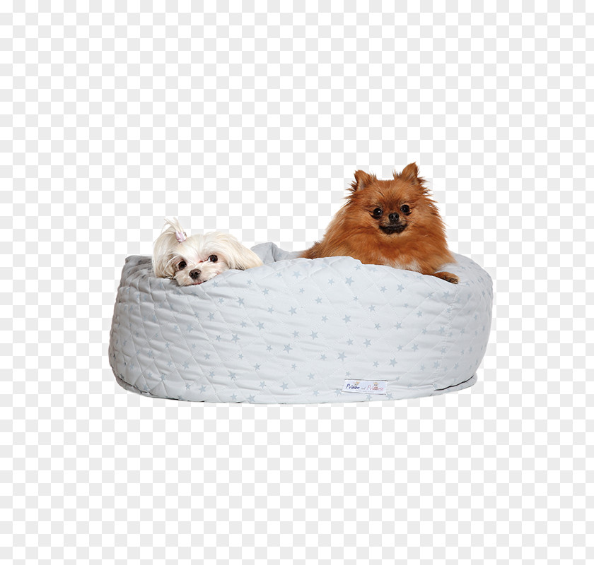 Puppy Dog Breed Pomeranian Companion Bed PNG