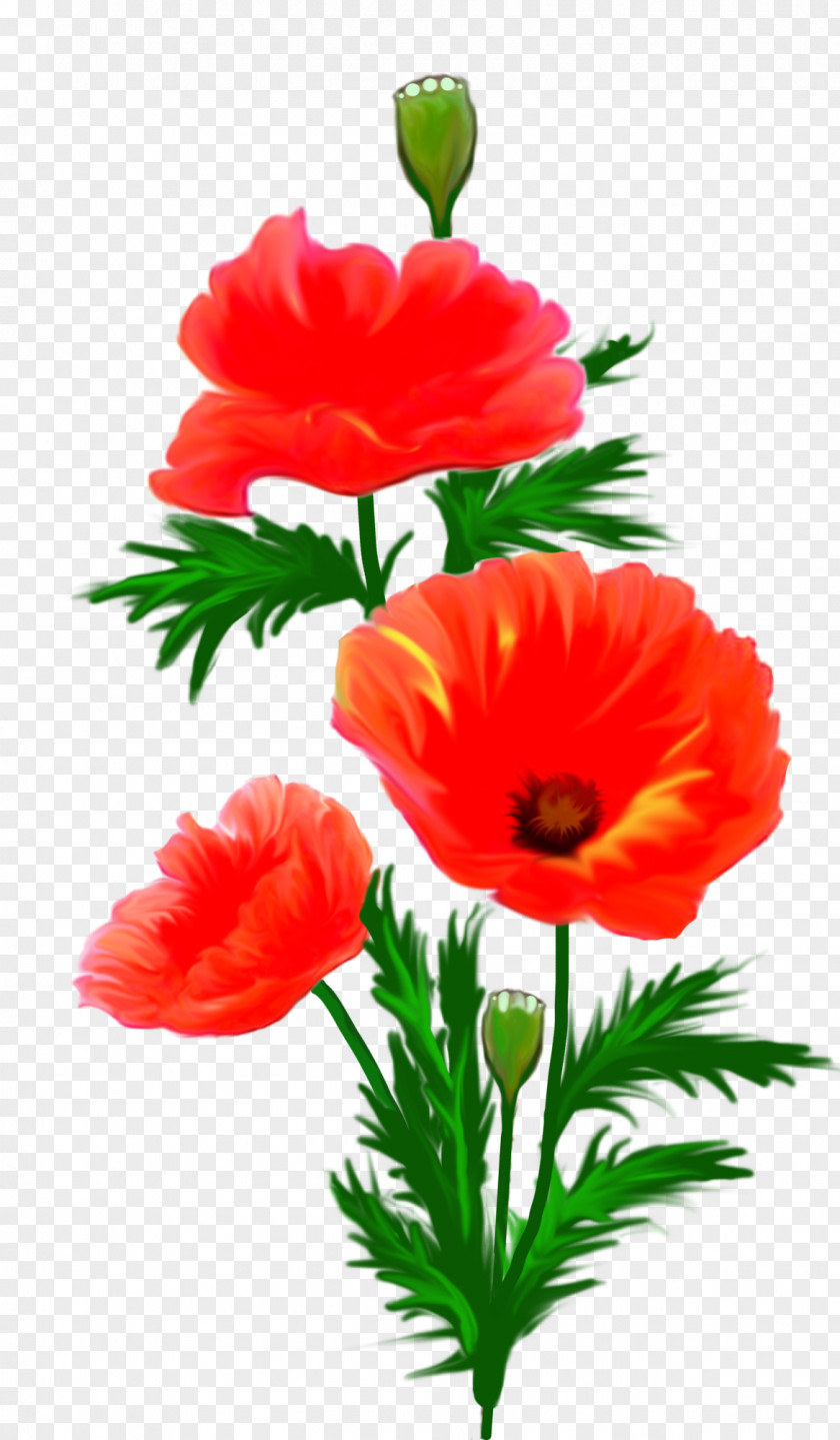 Anemone Picture Frames Flower Photography Clip Art PNG