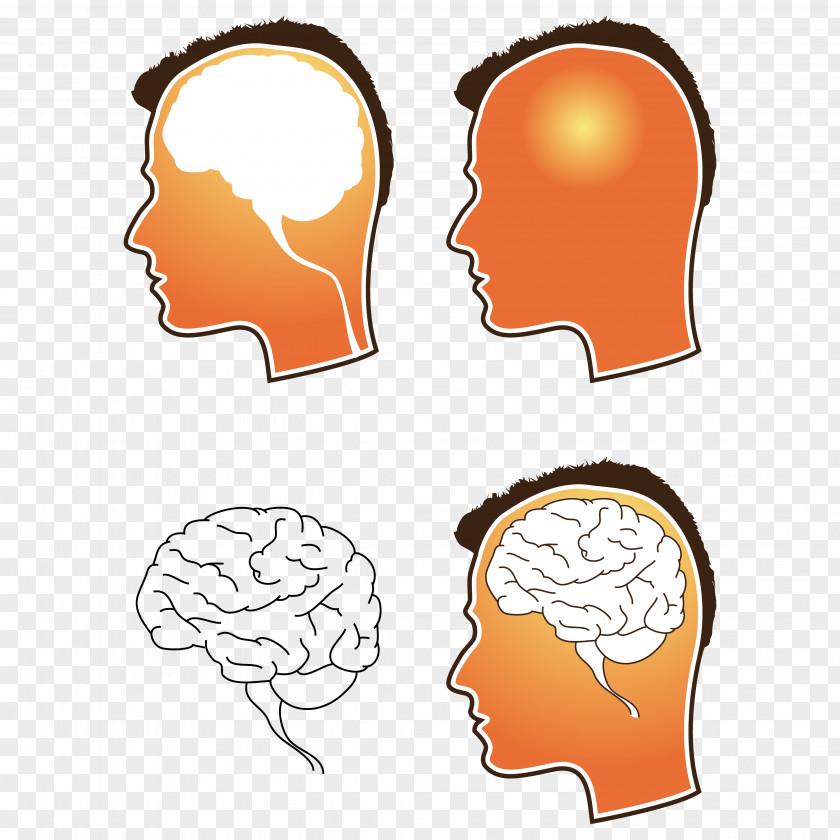 Brain Human Clip Art PNG