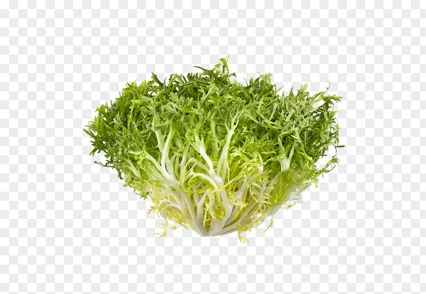 Lettuce Endive Herb PNG