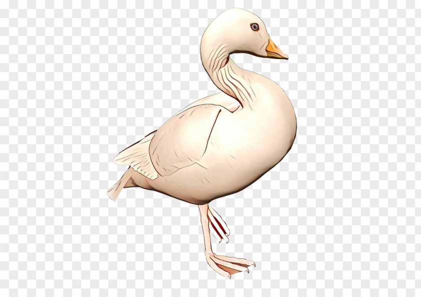 Livestock Snow Goose Background PNG