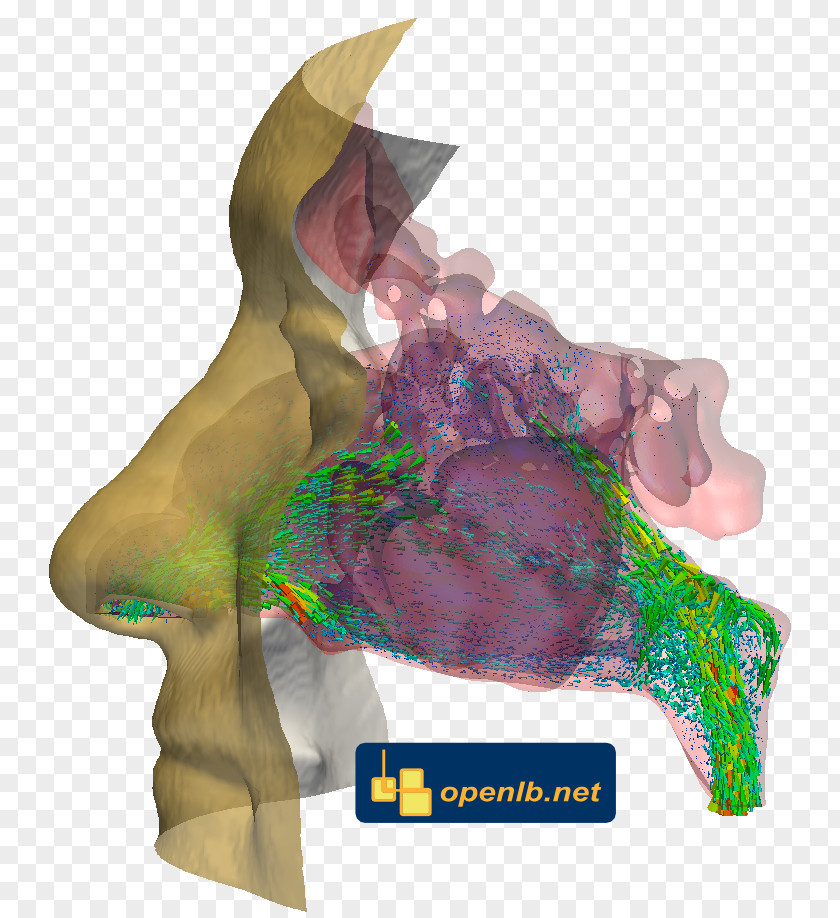 Nose OpenLB Lattice Boltzmann Methods Nasal Bone Breathing PNG