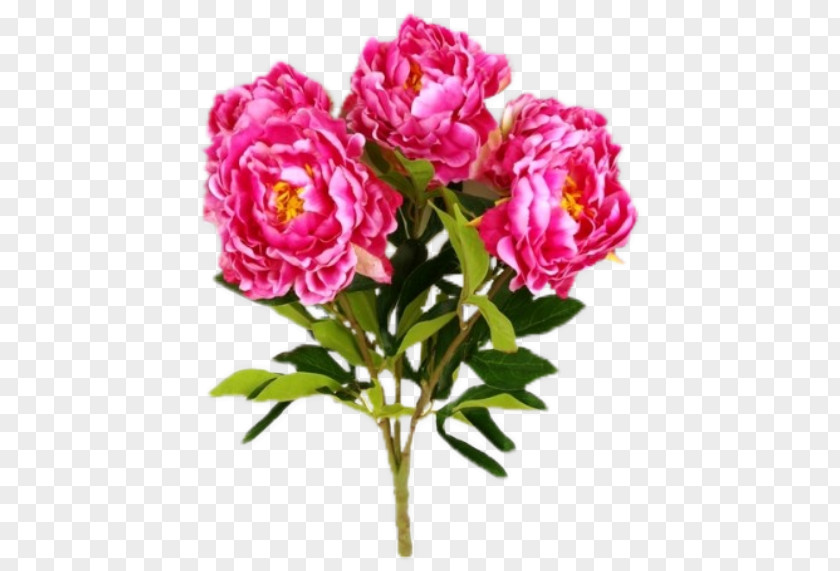 Pivoine Garden Roses Cabbage Rose Cut Flowers Floribunda PNG