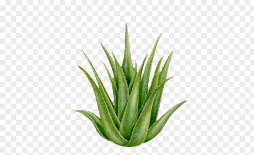 Plant Aloe Vera California Proposition 65 Burn Skin PNG