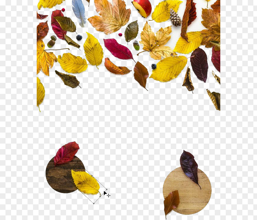 Autumn Leaves Mockup Photography PNG