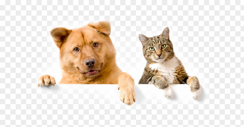 Cat Dog–cat Relationship Puppy Pet Sitting Collar PNG