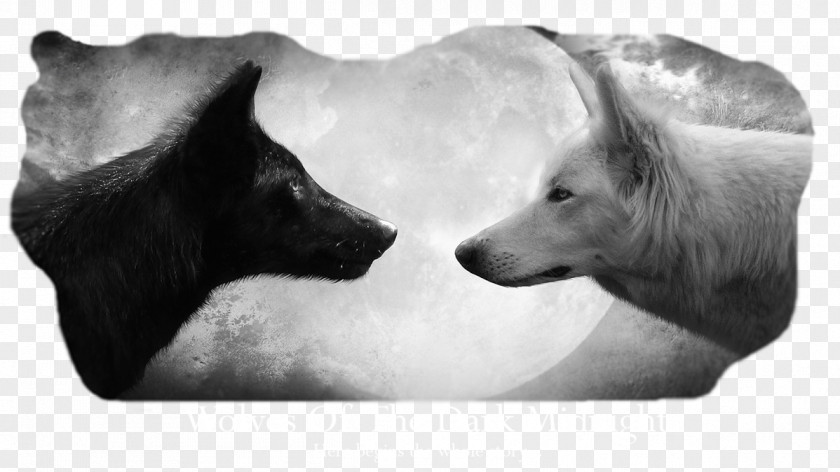 Dog Wolf Wallpapers Desktop Wallpaper Arctic Black PNG