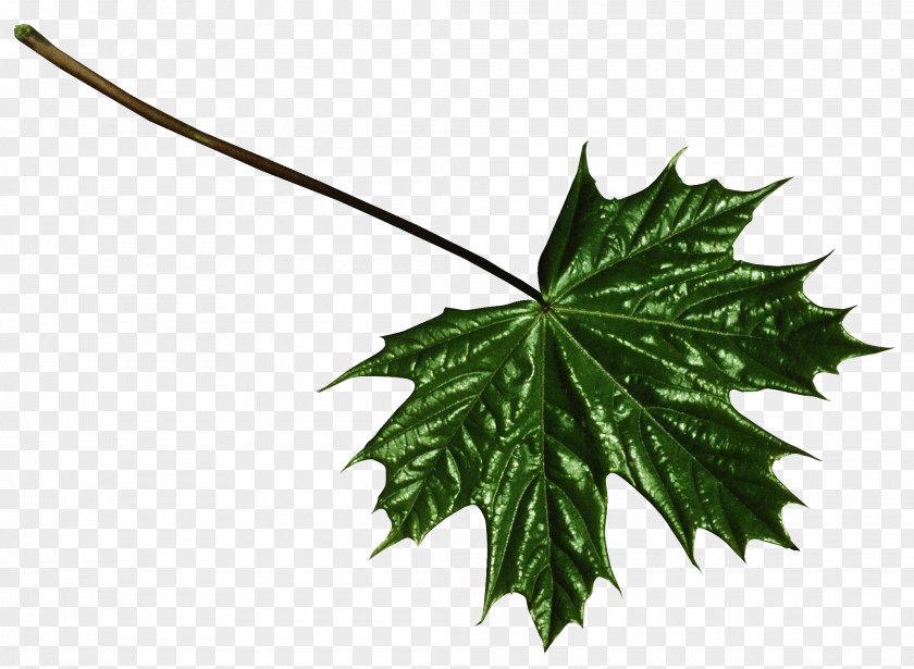 Leaf Maple Clip Art PNG