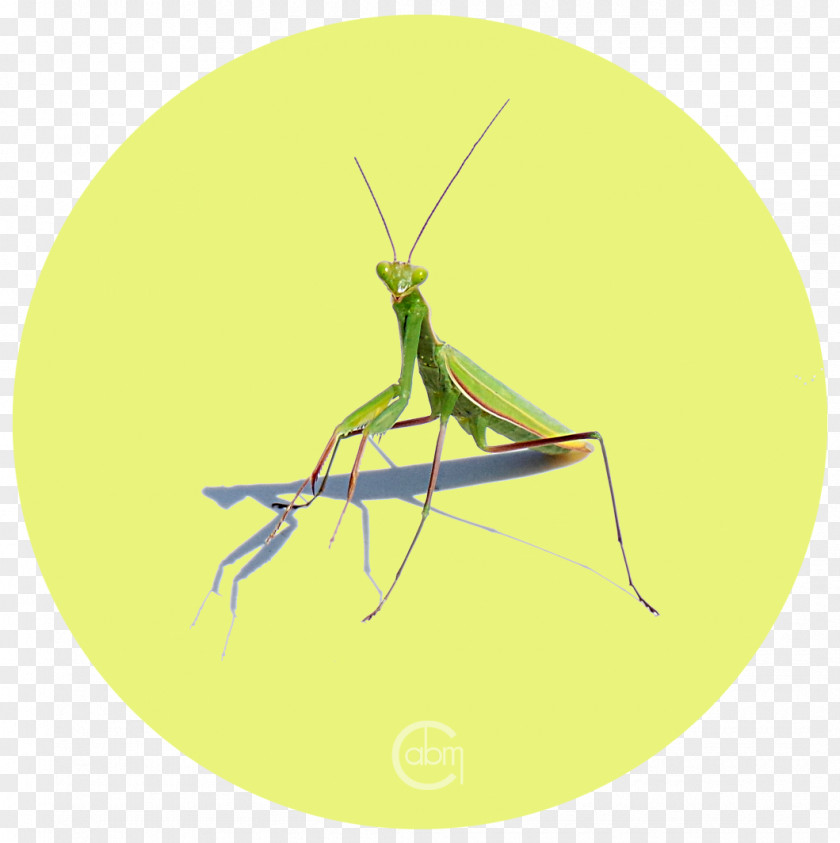 Pray Insect Grasshopper Locust Pest Mantis PNG