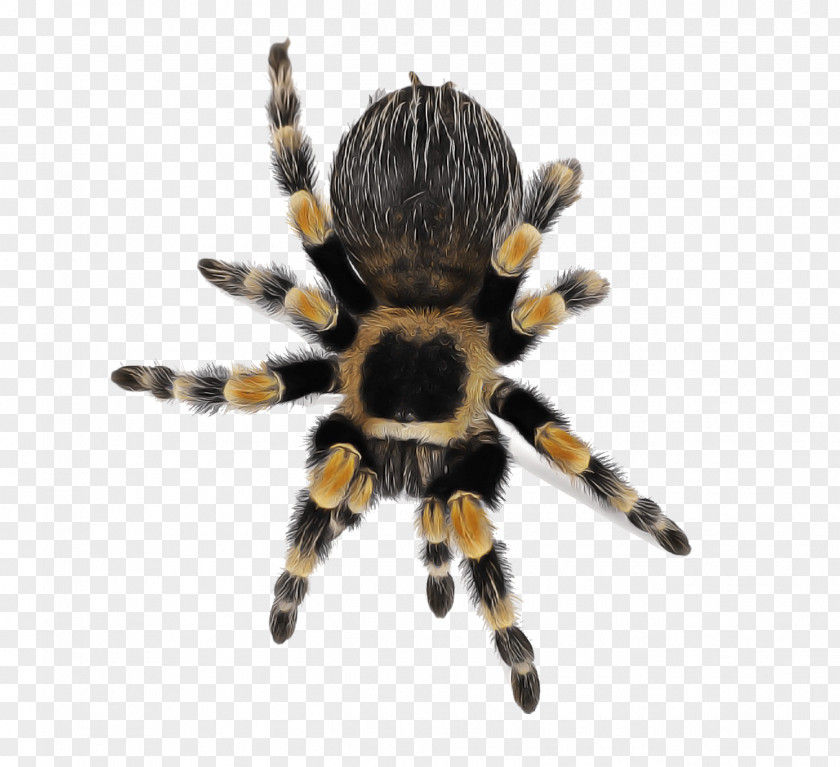 Spider Tarantula Arachnid Orb-weaver Insect PNG