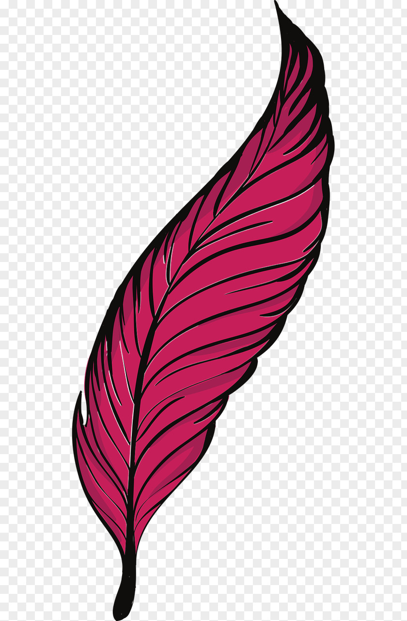 Bird Feather Quill Clip Art PNG
