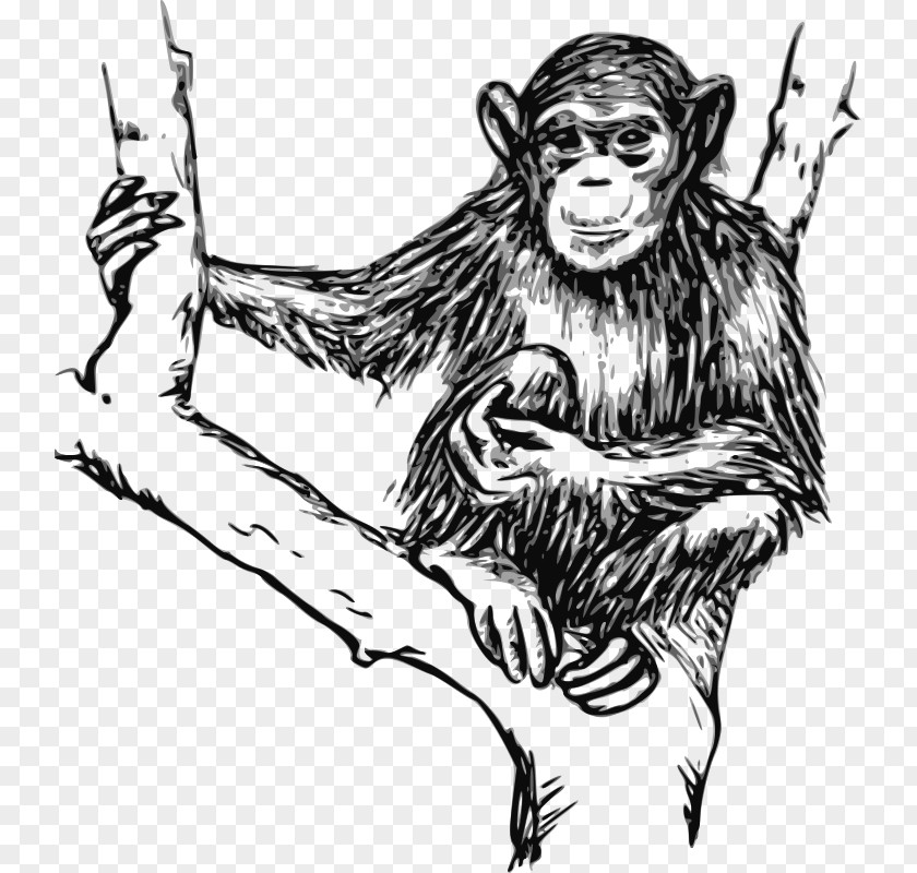 Chimpanzee Gorilla Ape Drawing Clip Art PNG