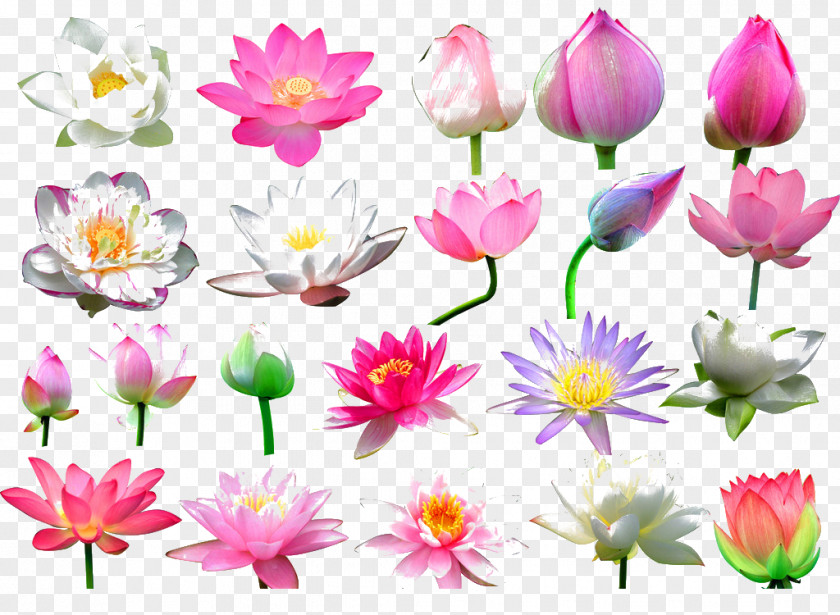 Lotus Nelumbo Nucifera Flower Bud Clip Art PNG