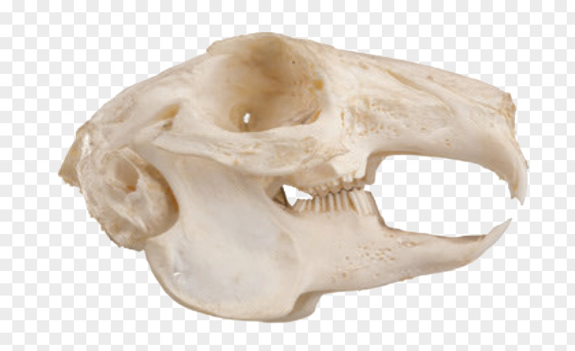 Sharp Teeth Squirrel Felidae Rodent Skull Jaw PNG