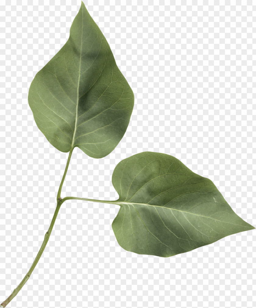 Tacamahac Terminalia Catappa Green Leaf Background PNG
