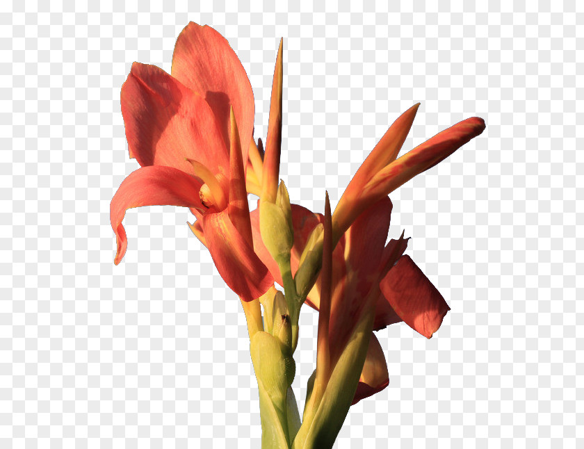 Cannabis Pictures Canna Indica Flower Icon PNG