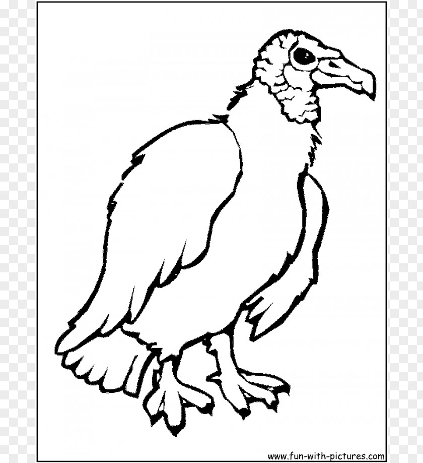 Cartoon Vulture Images Turkey Bird Coloring Book Drawing PNG
