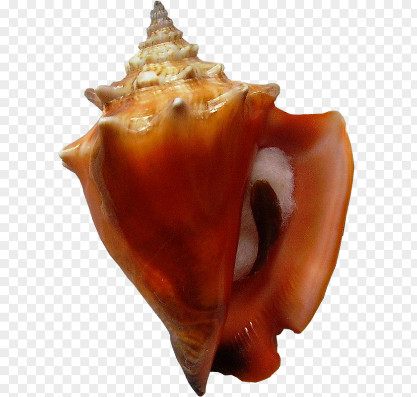 Conch Pig's Ear Shankha Conchology Cockle PNG