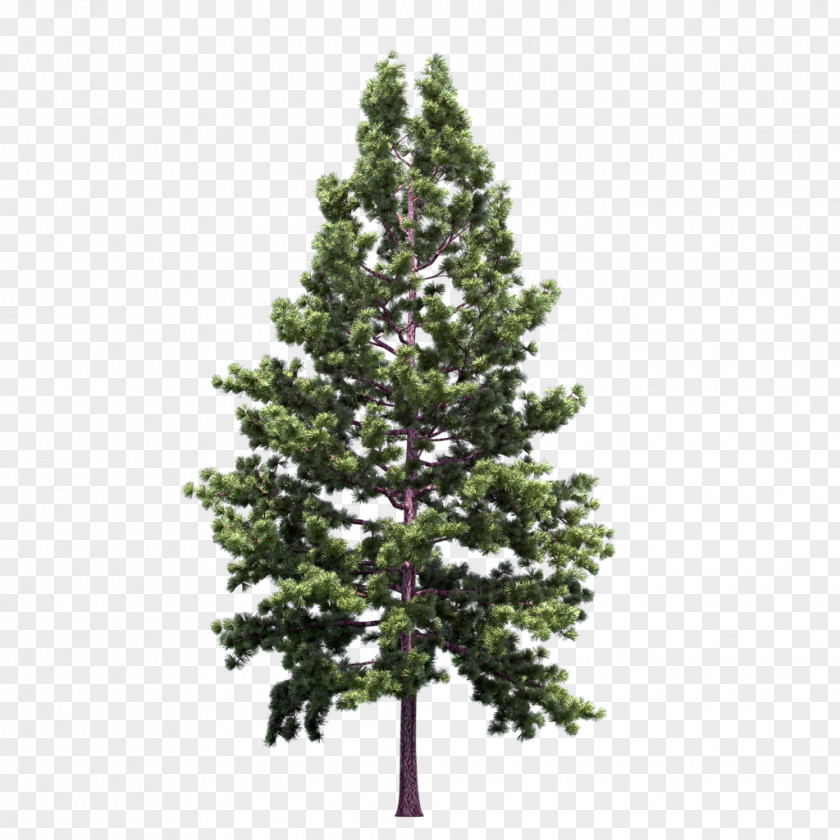 Fir-tree Blue Spruce Noble Fir Christmas Tree PNG