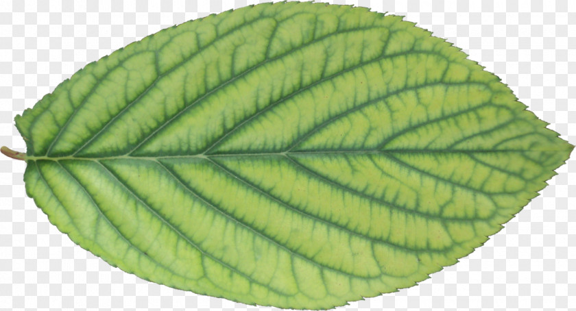 Leaf Plant Pathology PNG