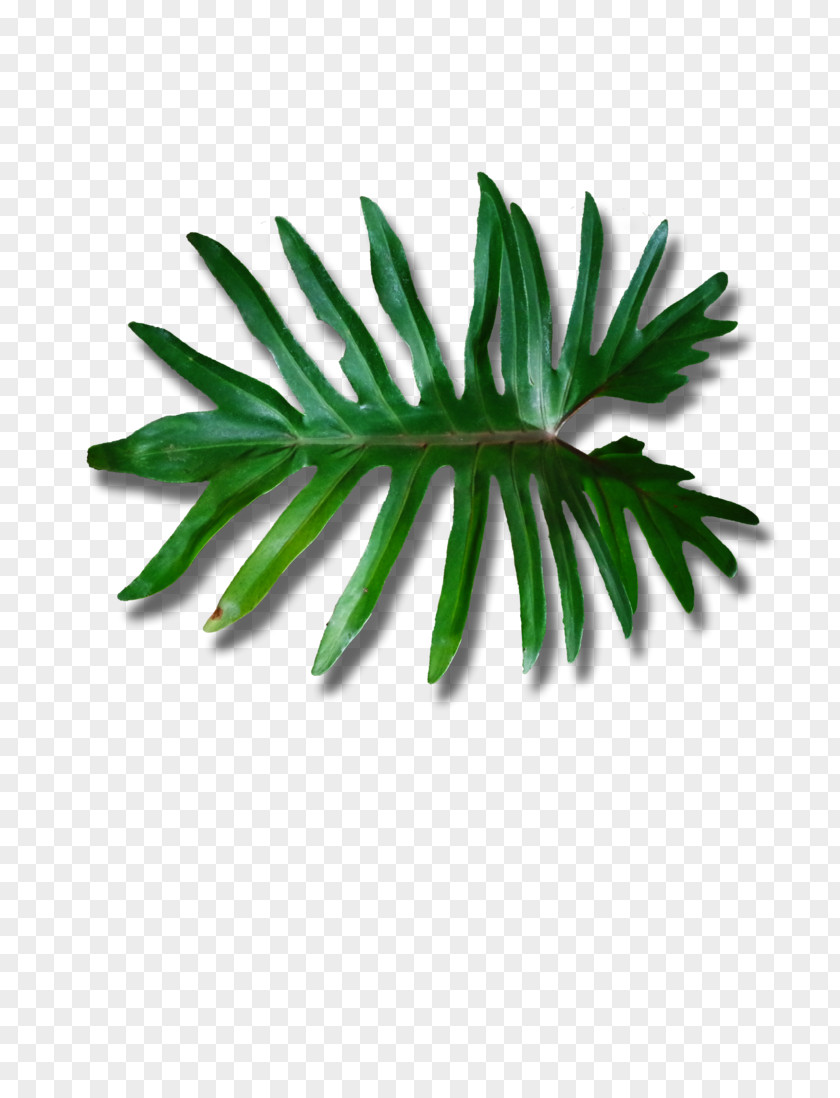 Satisfy Shoots Creative Green Poster Image Leaf Plant Stem Arecaceae 6 May PNG