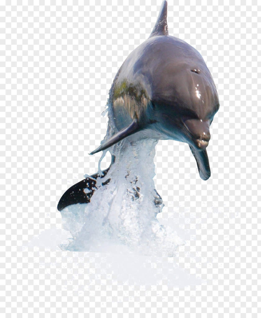 Walrus Dolphin Desktop Wallpaper Clip Art PNG