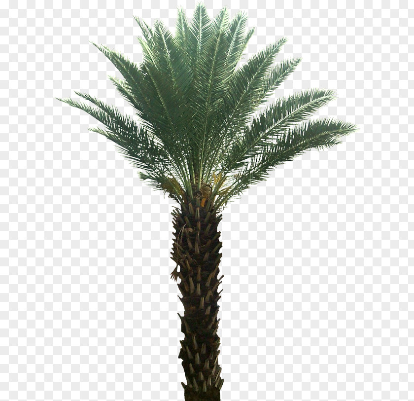 Date Palm Arecaceae Attalea Speciosa Tree Plant PNG