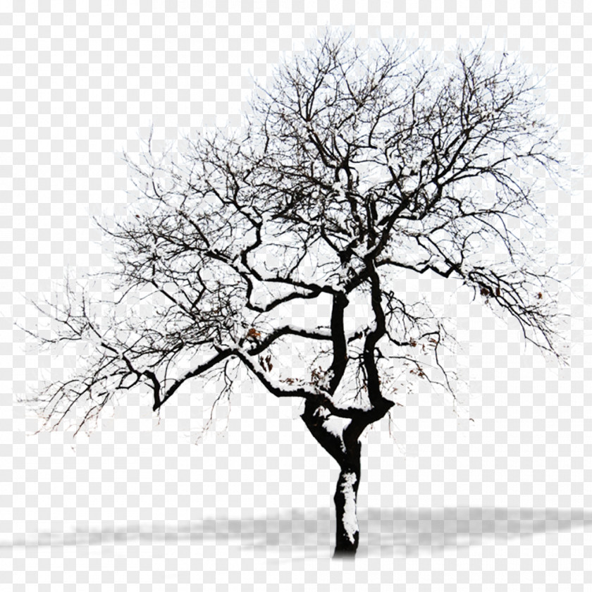 Free To Pull The Snow Dead Tree Material Branch PNG