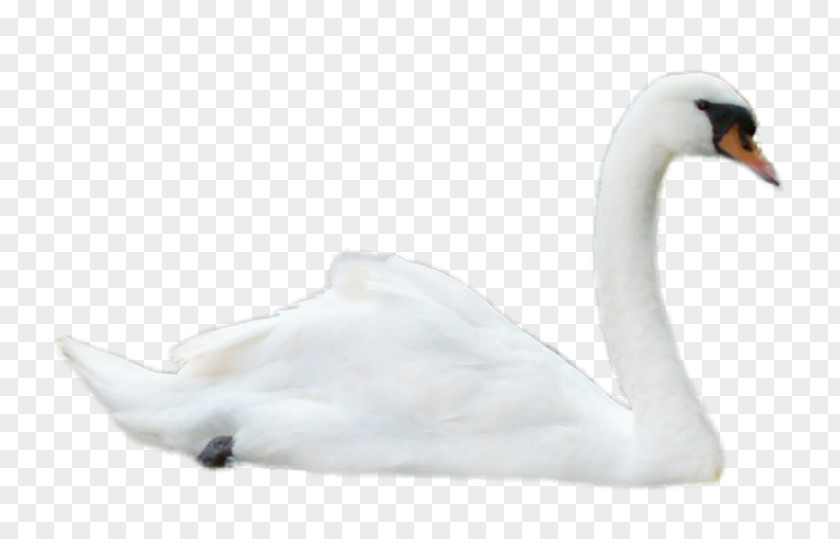 Goose Mute Swan Black Bird Image PNG