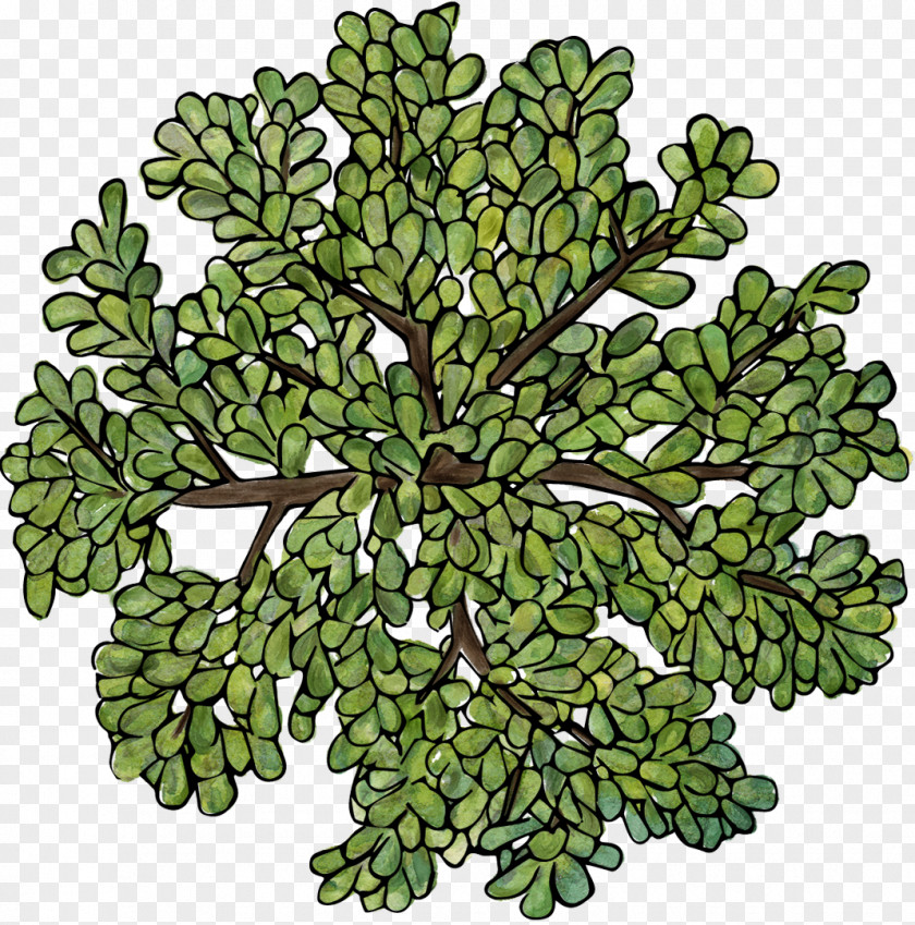 Green Trees Top View Tree Plant PNG